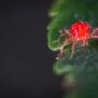 How To Deal With Spider Mites