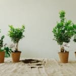 Identifying Aesthetic Gender Bonsai