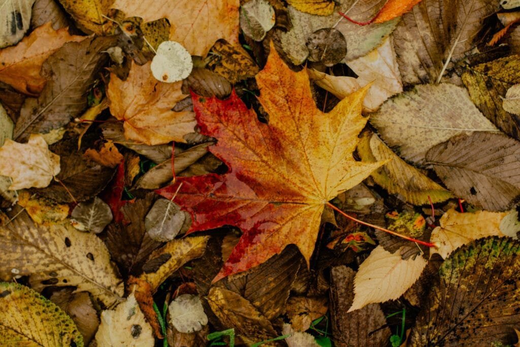 Maple Leaf Coloration