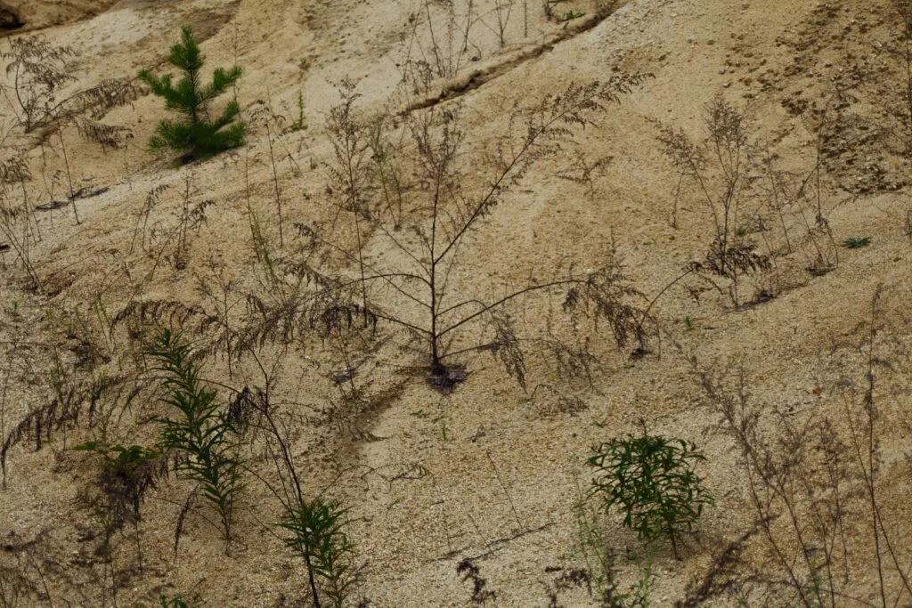 Most Critically Endangered Plant Species