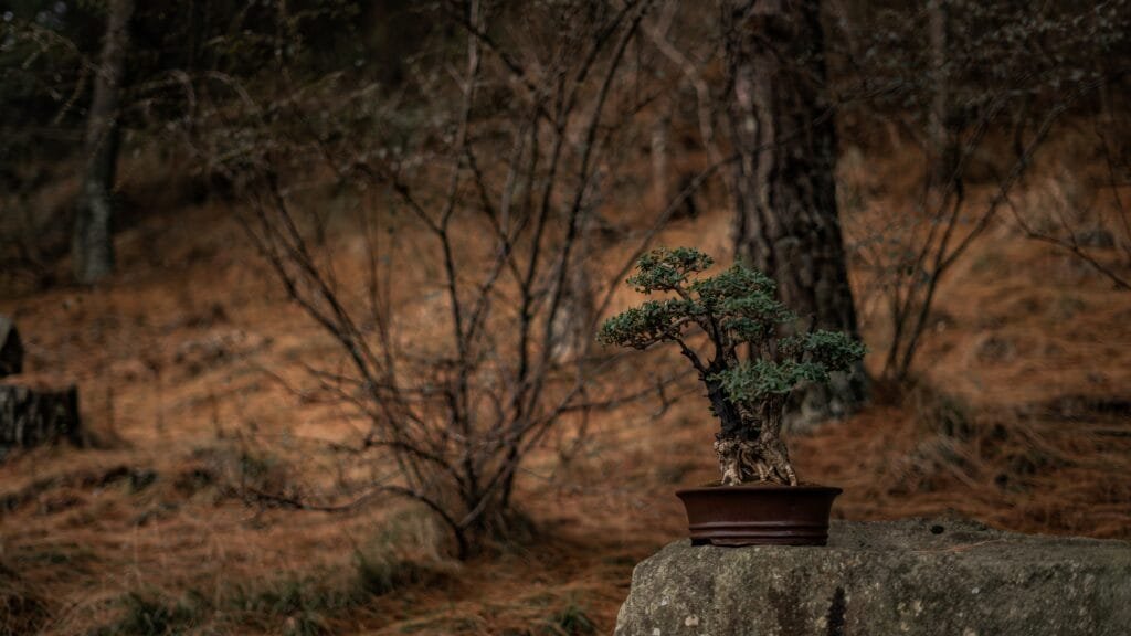 Tree Poaching Bonsai Collecting