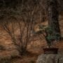 Tree Poaching Bonsai Collecting