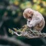 Wildlife Camera Features