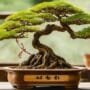 art of bonsai carving