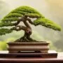 art of miniature tree