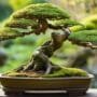 art of miniature tree