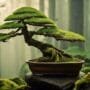art of miniature tree