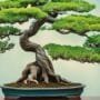 art of miniature tree