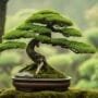 art of miniature tree