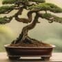 art of miniature tree