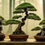 art of miniature tree