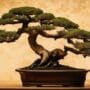 art of miniature trees
