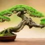 artistic tree branch design