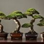 assessing bonsai art forms