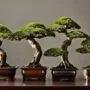 assessing bonsai art forms