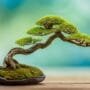 balancing miniature tree beauty