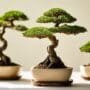 beginner friendly bonsai stands