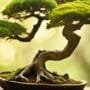 bonsai and driftwood art