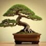 bonsai artistic elements mastery