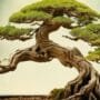 bonsai artistic language evolves