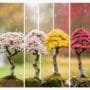 bonsai beauty changes seasonally