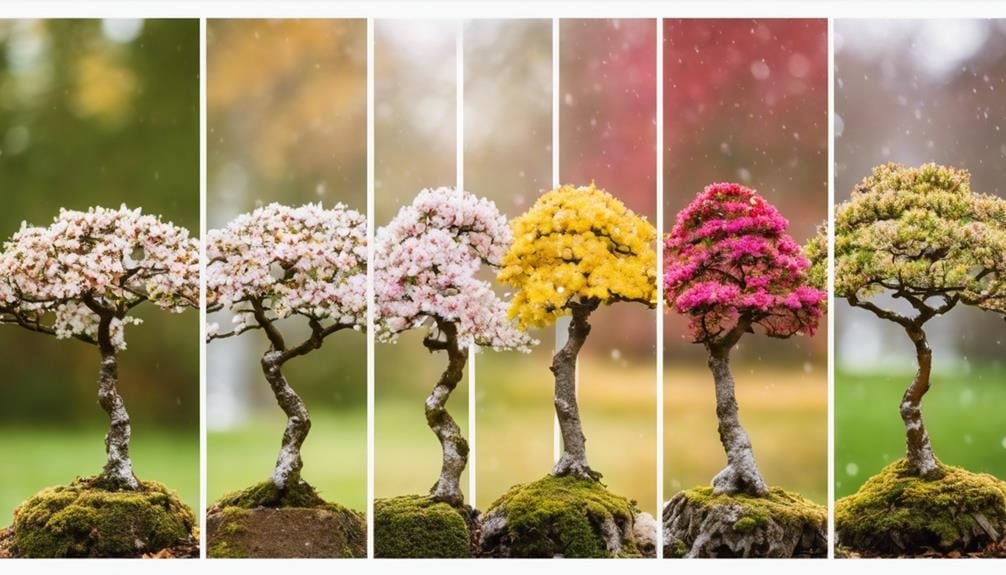 bonsai beauty changes seasonally