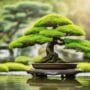 bonsai care crisis management