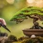 bonsai care expert advice