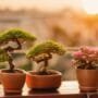 bonsai care for beginners