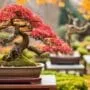 bonsai care year round guide