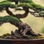 bonsai carving mastery guide