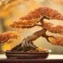 bonsai colors change seasonally