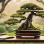 bonsai competition common queries
