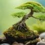 bonsai driftwood miniature landscapes