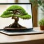 bonsai education goes online