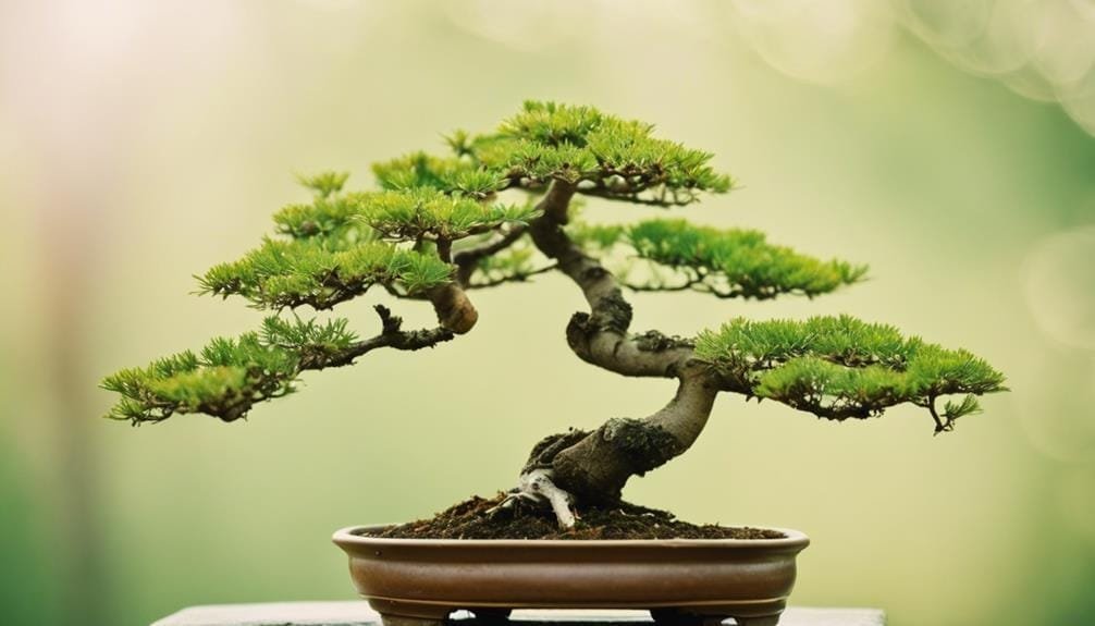 bonsai fails to thrive