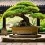 bonsai in natural setting
