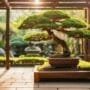 bonsai in outdoor spaces