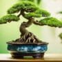 bonsai in southeast asia