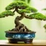 bonsai in southeast asia