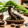 bonsai kit customization options