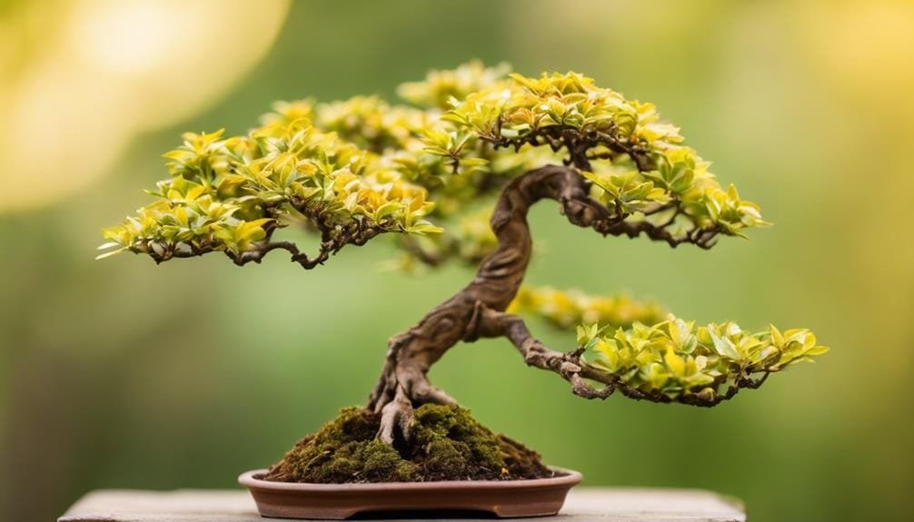 bonsai leaf curl issues