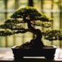 bonsai needs more light