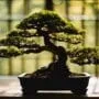 bonsai needs more light