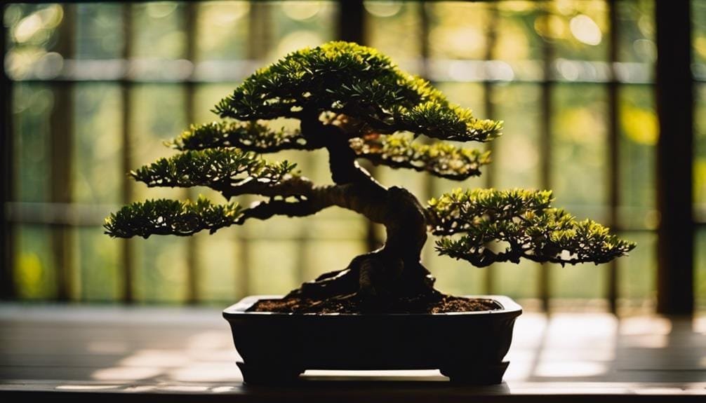 bonsai needs more light