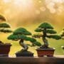 bonsai needs outdoor sun