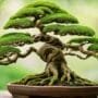 bonsai on rock mastery