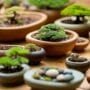 bonsai pot design options