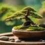 bonsai pot display essentials