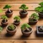 bonsai pots on budget